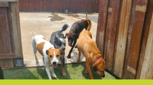 Group of dogs at doggy daycare