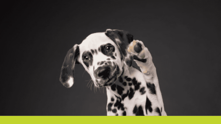 Dalmatian waving his paw