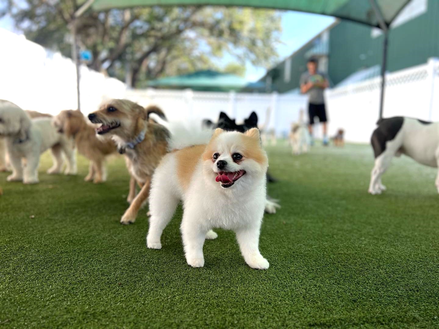 Thrive best sale dog daycare