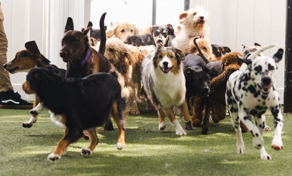 Dog daycare in South Tampa, FL