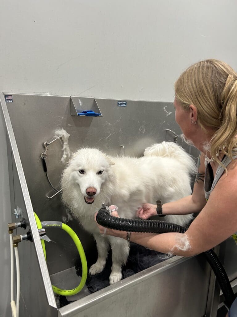 dog shedding treatment