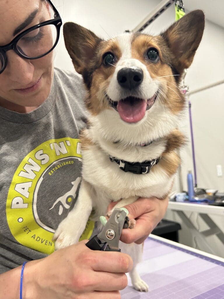 dog nail trim