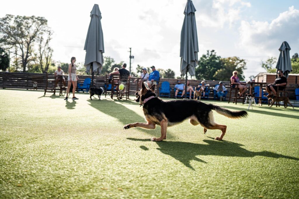 dog-friendly restaurants