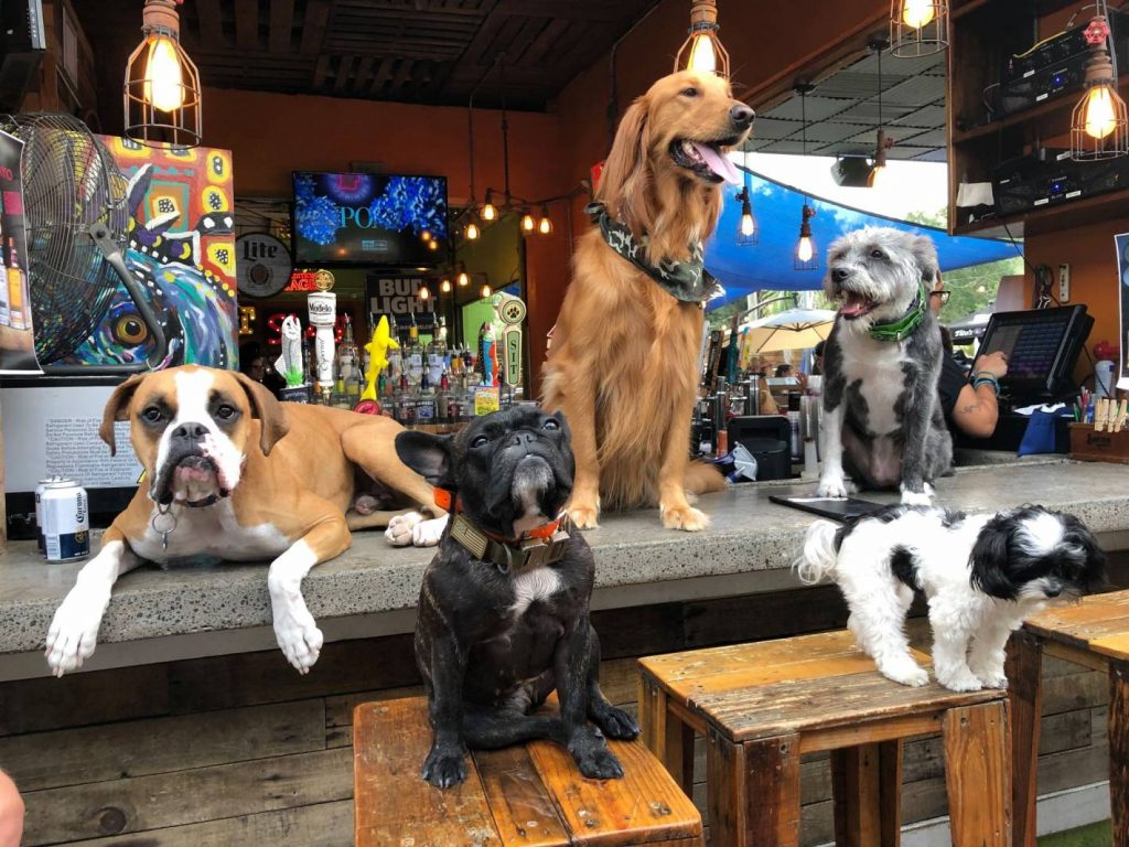 dog-friendly restaurants